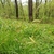 Woodland with ground covered by clumps of grassy foliage.