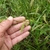 spike of urticles
