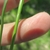 Finger cradling a triangular stem.