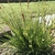Clump of grass-like plant with erect spikes of flowers.
