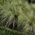 Tufted plant with fine, silvery green, hair-like leaves.