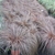 Tuft of coppery red, fine, hair-like foliage.