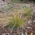 Fine, golden brown, hair-like foliage on tufted plants.
