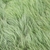 Fine, silvery green, hair-like leaves looking like fur.