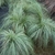 Tufted plant with fine, silvery green, hair-like leaves.