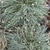 Two clumps of grassy foliage; leaves green with white margins