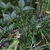 Clumps of grassy foliage; erect spikes with long anthers