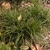 A tuft of green leaves, like Liriope or mondo grass.