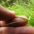 Fingers clasping a fine, grass-like leaf
