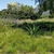 A drift of grassy green foliage in a planted bed with Agave