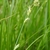Spikes of green flowers widely separated on the inflorescence.