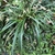 Clump of grass-like foliage with spikes of staminate flowers.