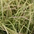 Linear, grass-like leaves with golden yellow margins
