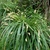Clump of grass-like foliage with spikes of staminate flowers.