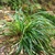 Clump of grass-like foliage