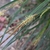 Close-up of a spike of staminate flowers.
