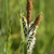 Cluster of brown spikes with dangling anthers.