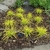 A grid planting of several plants with chartreuse grassy foliage