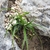 Grassy foliage in a clumping plant growing among rocks.