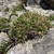 A dense cushion formed by mound of short foliage