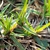 Short foliage spreading from rhizome.