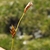 Erect brown spikes widely disper on the inflorescence.