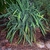 half inch wide bluish green leaves