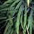 Leaf detail - half inch wide bluish green with longitude ridges