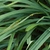 detail of grass-like foliage.