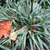 Clump of grass-like foliage.