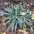 Clump of grass-like foliage.