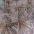 Planting of clumps of fine foliage that is reddish brown.