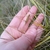 Hand cradling a spike of achenes and hair-like foliage.
