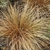 A clump of fine, hair-like, bronze colored foliage.
