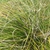 Clump of grass-like foliage.