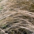 Detail of a clump of grass-like foliage that is bronze colored.