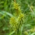 Inflorescences with basal female flowers enclosed in utricles