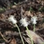 Three erect spikes with showy white male and female flowers.