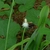 White female flowers enclosed in utricles; male flowers terminal