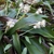 A few spikes with female flowers below & male flowers above.