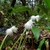 Two spikes with female flowers below & male flowers above.