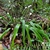 Cluster of strappy leaves and erect spikes in bloom