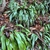 Clumps of pendulous, broad leaves on a slope.