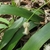 Broad leaves backing a spike of white male & female flowers.