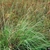 Large grassy plant with erect infloresnces.