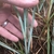 Hand holding base of plant with glaucous blue grassy shoots.