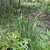 Large grassy plant with erect infloresnces.