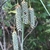 Dangling spikes of bluish urticles.