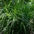 Clump of grassy foliage