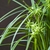 Grassy foliage & an inflorescence of several dense spikes